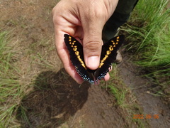 Charaxes castor