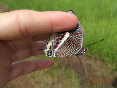 Charaxes epijasius