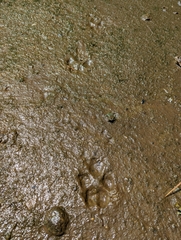 Canis lupus crassodon