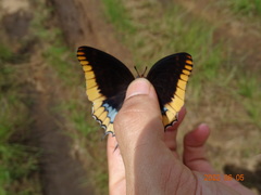 Charaxes epijasius
