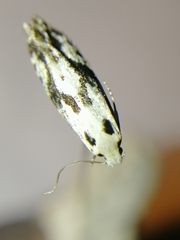Nemapogon picarella