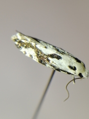 Nemapogon picarella