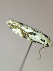 Nemapogon picarella