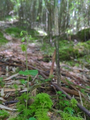 Neottia meifongensis
