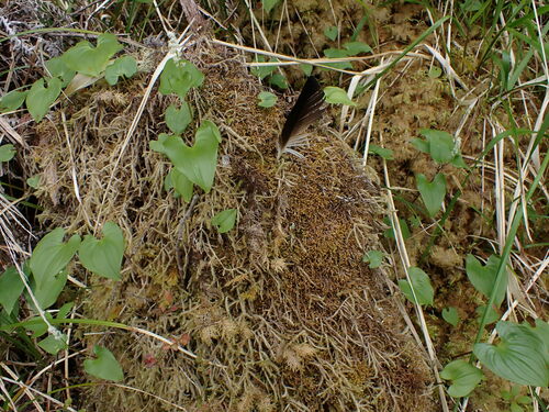 Image of Bazzania tricrenata by no rights reserved