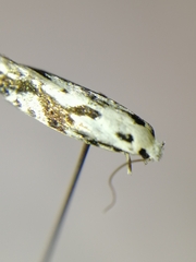 Nemapogon picarella