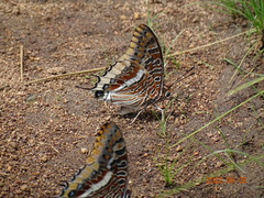 Charaxes epijasius