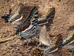 Charaxes castor