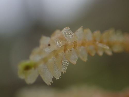 Image of Bazzania tricrenata by no rights reserved