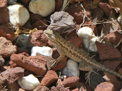 Sceloporus occidentalis