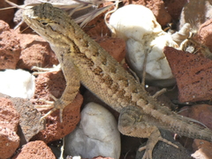 Sceloporus occidentalis