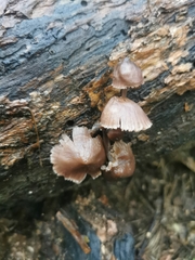 Mycena clarkeana