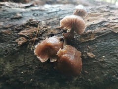 Mycena clarkeana