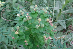 Euphorbia hyberna
