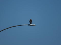 Buteo jamaicensis