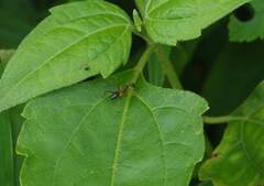 Anoplolepis gracilipes