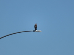 Buteo jamaicensis