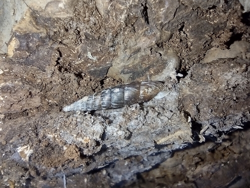 cihovité (Clausiliidae)