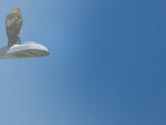 Buteo jamaicensis
