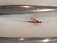 Ephemera danica