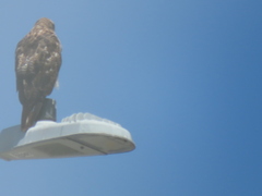 Buteo jamaicensis