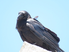 Corvus brachyrhynchos