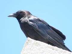 Corvus brachyrhynchos