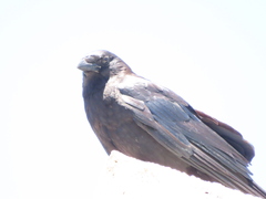 Corvus brachyrhynchos