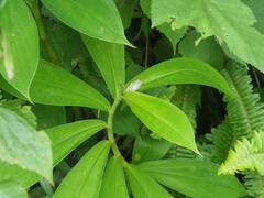 Kurixalus idiootocus