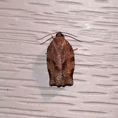 Choristoneura rosaceana