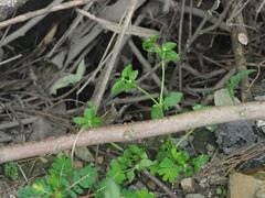 Spermacoce mauritiana