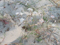 Silene nicaeensis