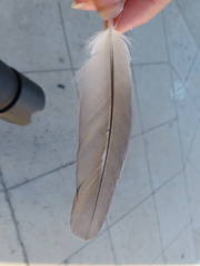Aves