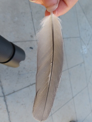Aves
