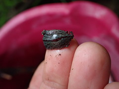 Australopacifica hamiltoni