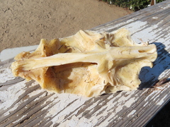 Actinopterygii