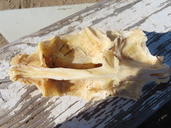 Actinopterygii