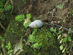 Dolicheulota formosensis