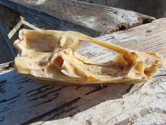 Actinopterygii