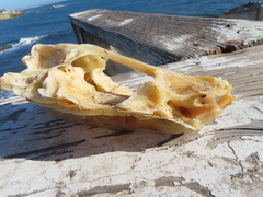 Actinopterygii