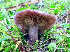 Cortinarius subolivascens