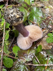 Cortinarius subolivascens