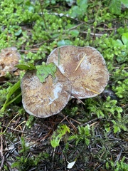 Cortinarius subolivascens