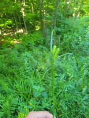 Carex baileyi