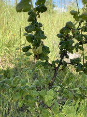 Ribes lobbii