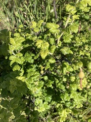 Ribes lobbii