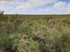 Banksia menziesii