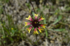 Gaillardia mexicana