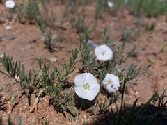 Convolvulus ammannii