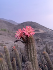 Haageocereus acranthus